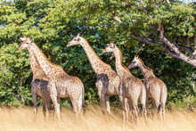 South African Giraffe Chobe, Botswana Safari