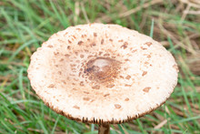 Mushroom  2