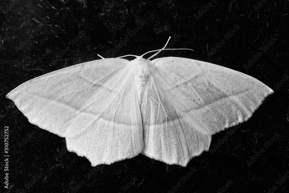 Monochrome image of Common White Wave moth in Canada - obrazy, fototapety, plakaty 