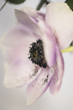 Side View Of Pale Pink Anemone With Dark Center And Fallen Blue Pollen