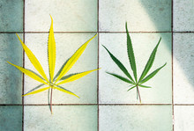 Twow Cannabis Leaf On Tiles.