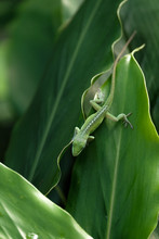 Green Lizard And Leaves