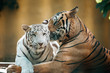 © Erik Rosenberg/Stocksy - Ying Yang Tiger