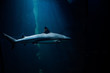 © Boris Jovanovic/Stocksy - Underwater shot of a shark swimming in aquarium