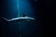 Underwater Shot Of A Shark Swimming In Aquarium