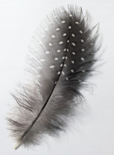 A Closeup Pic Of A Very Small Guinea Fowl Feather On A White Background