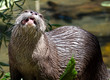 Otter chewing on fish
