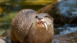Otter centre frame with small fish hanging out mouth