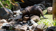 Otter full body shot centre frame on rocks hunting
