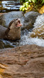 Otter in small pool eating fish with mouth open portrait orientation