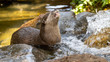 Otter in small pool with head thrown back swallowing fish