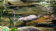 Otter in water hunting