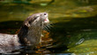 Otter in water in profile eating fish