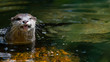 Otter in water left of frame looking towards the camera