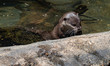 Otter in water looking off camera with a large rock in the foreground