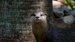 Otter looking directly to camera