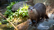 Otter on a rock full body shot looking directly at camera