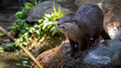 Otter on a rock full body shot looking left of frame with a snarl