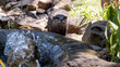 Otter on rocks looking just off camera right centre frame