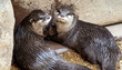 Two otters with one looking directly at camera