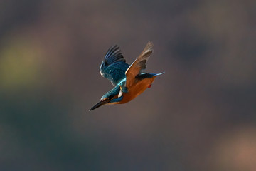 Eisvogel im Sturzflug auf seine Beute