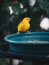 Yellow Bird At Feeder