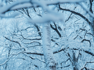 winter branches covered in snow