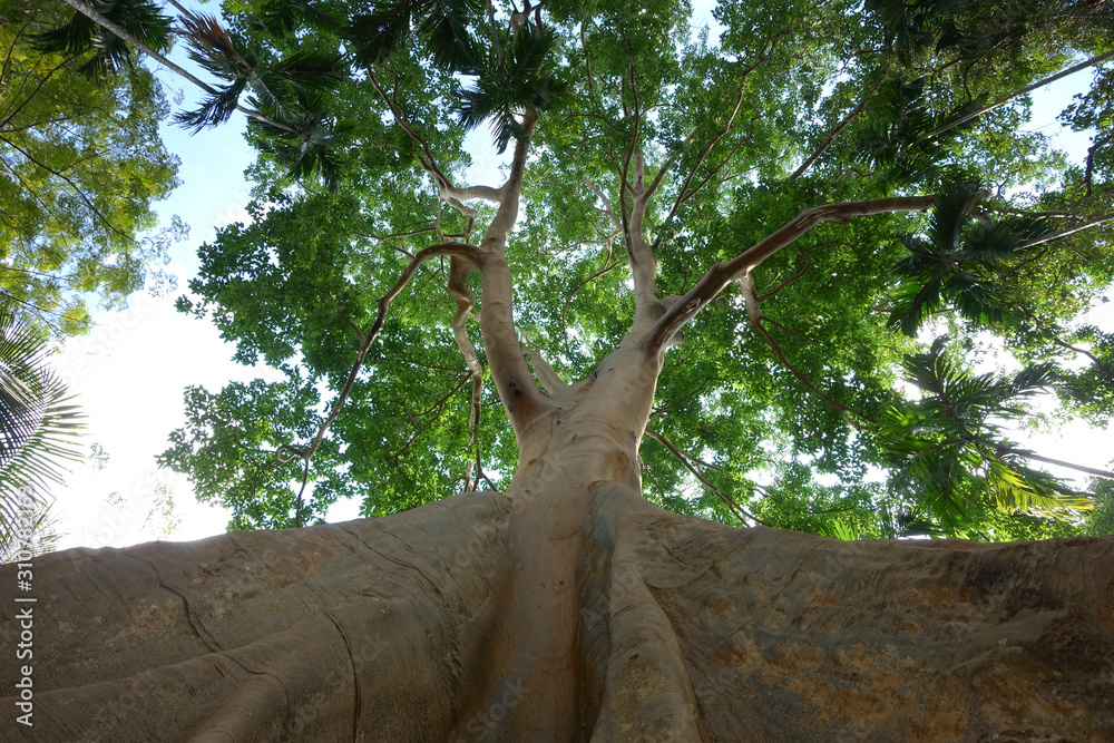 300 years old giant bee tree was found in the betel nut forest , Ban ...