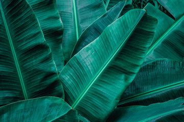  tropical banana leaf, abstract green banana leaf, large palm foliage nature dark green background
