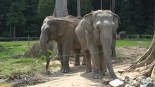 Elephant Orphanage Sanctuary In Kuala Gandah, Malaysia