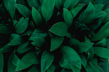  closeup nature view of green leaf in garden, dark tone nature background, tropical leaf