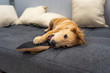 Playful golden retriever puppy biting a shoe on sofa bed