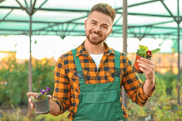 Handsome male gardener with plants in greenhouse