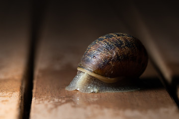 close up of garden snail crawling 