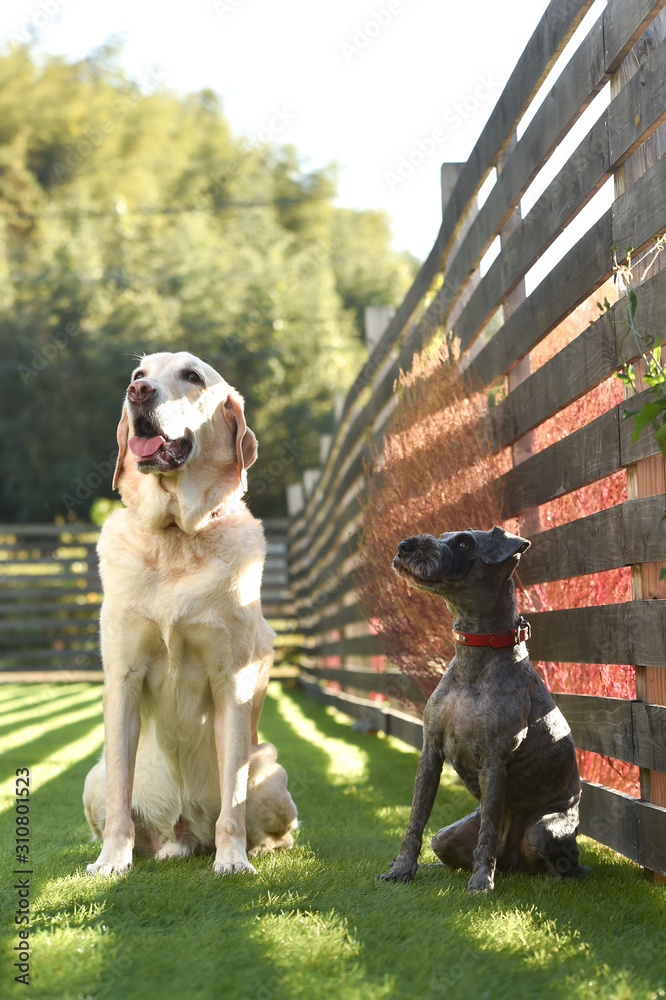 かわいい犬「ゴールデンレトリバー」「シュナウザー」「トイプ