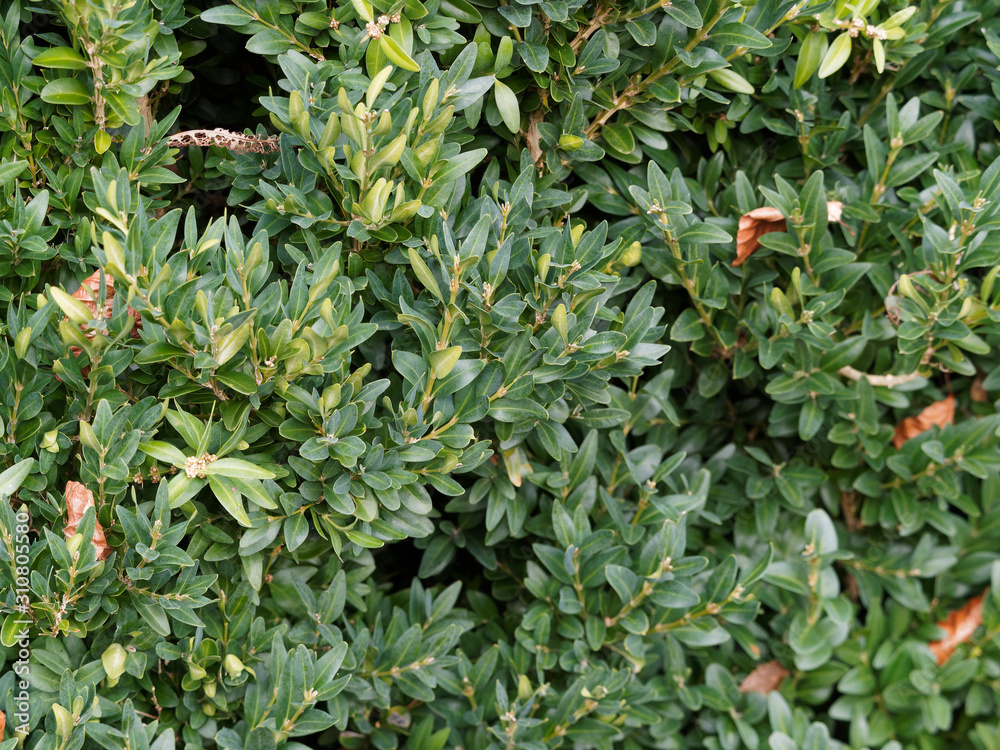 (Buxus sempervirens) Common box or boxwood, an ornamental shrub with ...