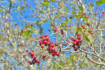 Canvas Print - Berries of hawthorn 13