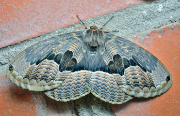 Canvas Print - Butterfly (Brahmaea tancrei) 5