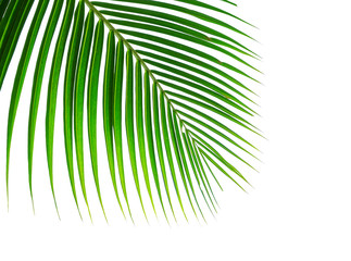 leaf of palm tree isolated on white background 