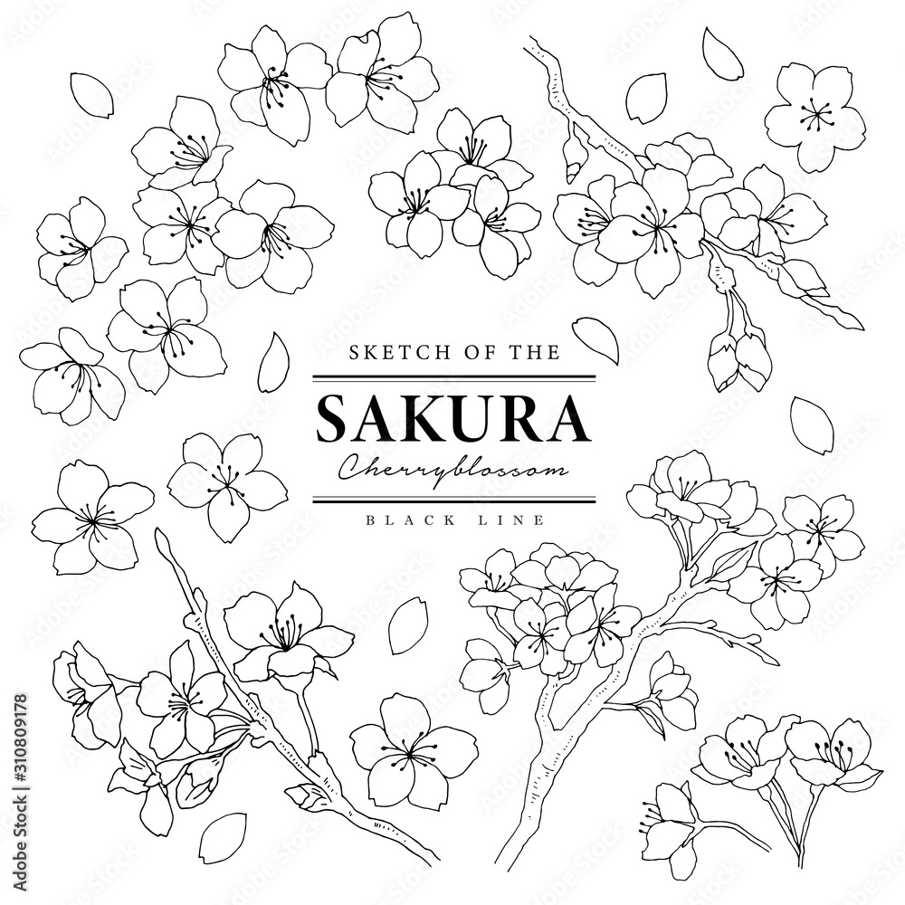 オシャレな手描きサクラセット01/ライン画 Stock Vector | Adobe Stock