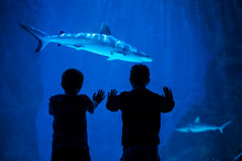 The Silhouette Of Two Boys Looking At A Large Shark Through The Glass Of A Large Indoor Aquarium. Experiencing Sea Life Close Up