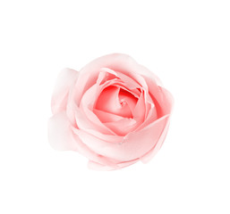 Wall Mural - Light pink rose flower and water drops  isolated on white background and clipping path top view