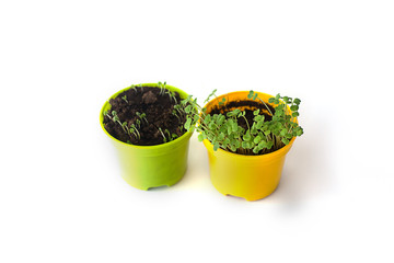 seedlings in pots on a white background