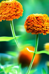 Wall Mural - Bright orange flowers in the summer garden. Magical macro image.