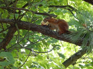 red squirrel on a tree in summer