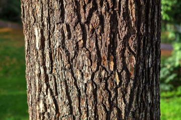 bark details of Cedrus Libani tree