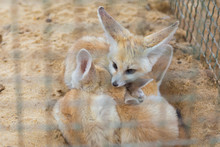 Closeup View Of Cute Small African Foxes Fennec Family Sleeping Together In Cage Of Zoo. Horizontal Color Photography.