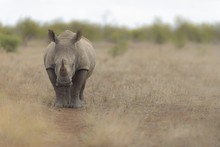 Selective Focus Shot Of A Rhino Walking In A Dry Grassy Field