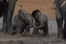 Selective Focus Shot Of Two Baby Elephants Playing Around In The Mud