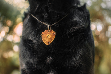 black dog wearing an id tag on a cord